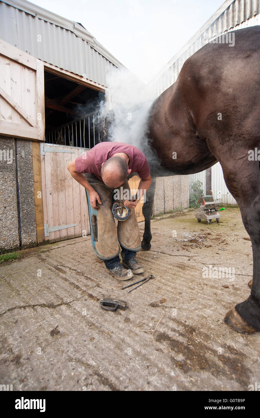 Farrier Hot Shoeing a Horse in a stable yard Stock Photo Alamy