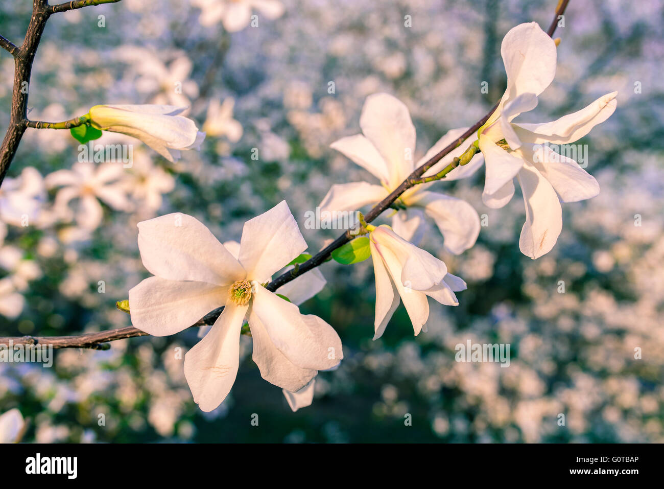 Beautiful white magnolia in spring with soft focus Stock Photo - Alamy