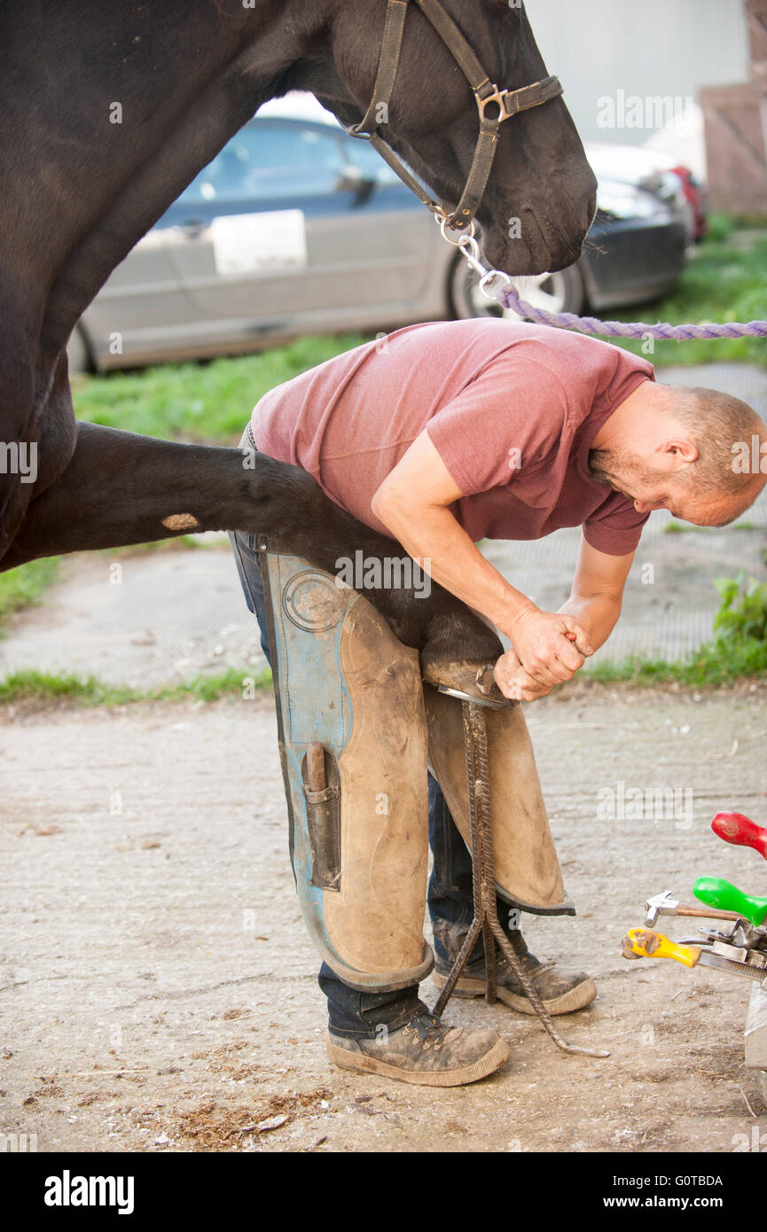 Farrier Hot Shoeing a Horse in a stable yard Stock Photo Alamy