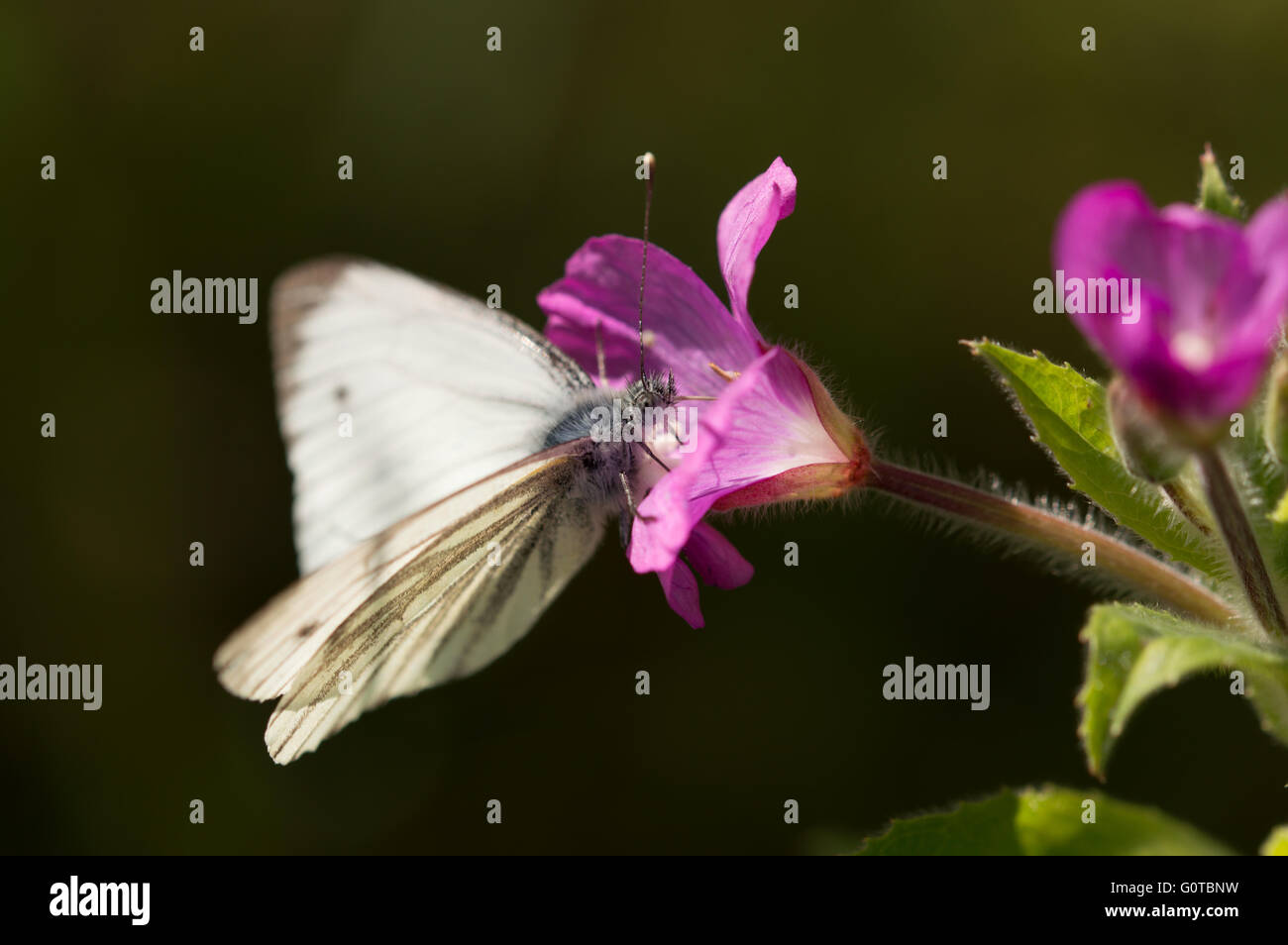 A Green-veined White butterfly (Pieris napi) feeding on a Great Willowherb (Epilobium hirsutum) flower. Stock Photo
