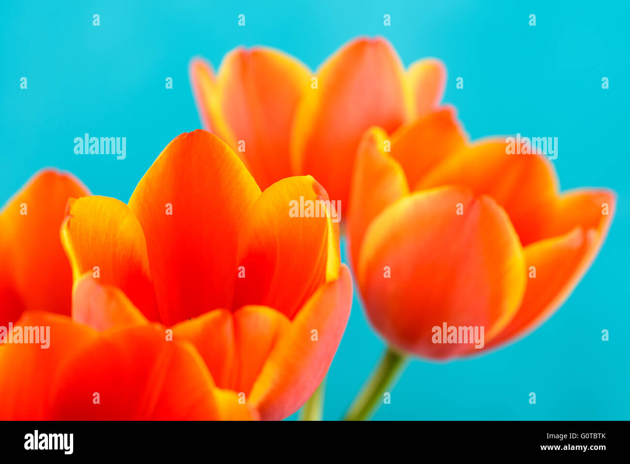 Red And Orange Tulips Flowers Bouquet Stock Photo