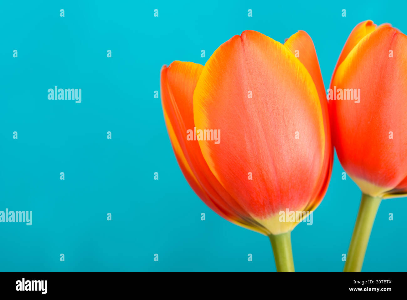 Red And Orange Tulips Flowers Bouquet Stock Photo Alamy