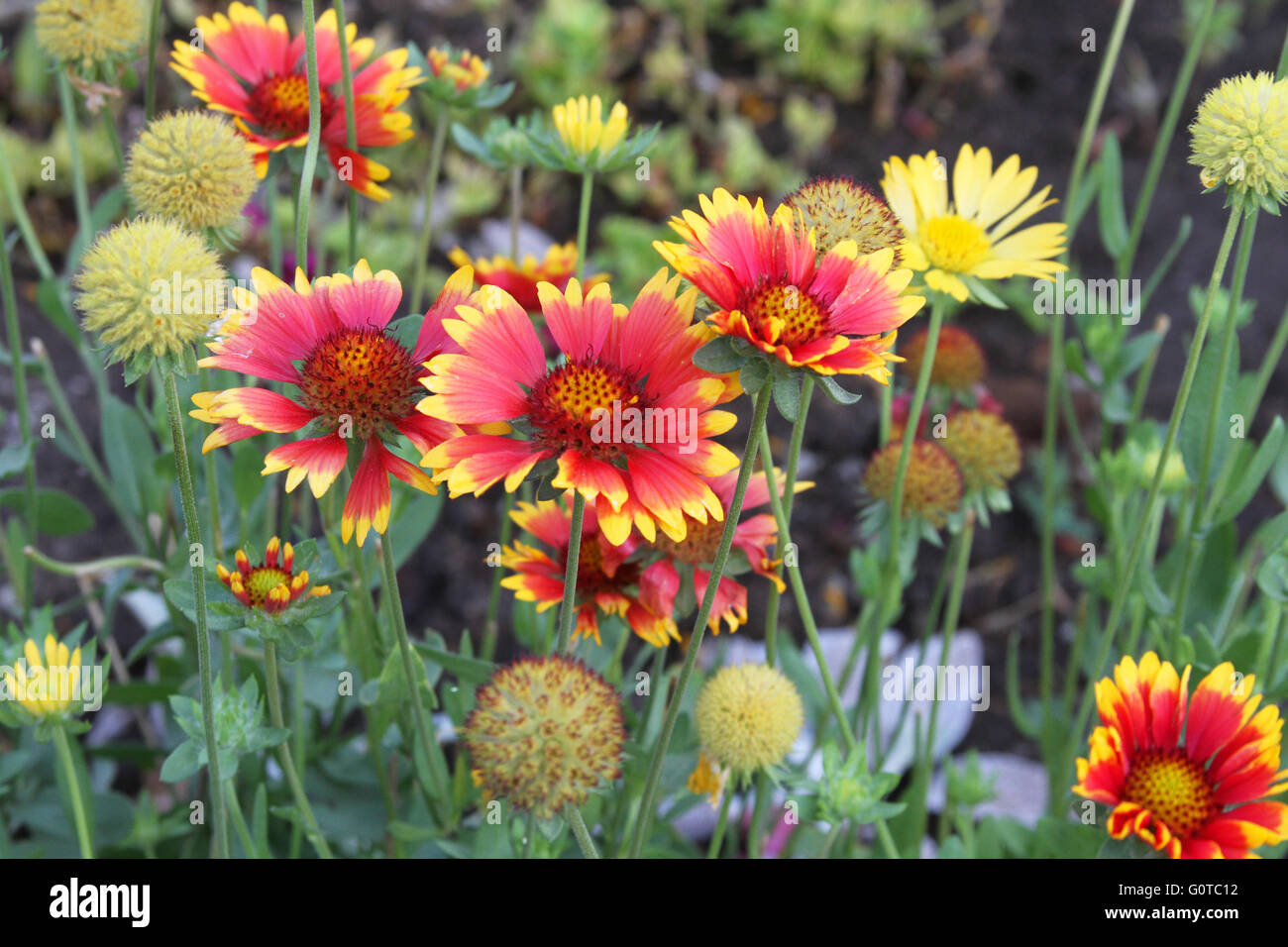 Group of blanket flowers, gaillardia, and seed heads in a garden in Peru Stock Photo
