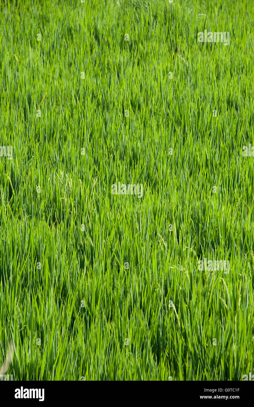Green rice field Bali Indonesia Stock Photo