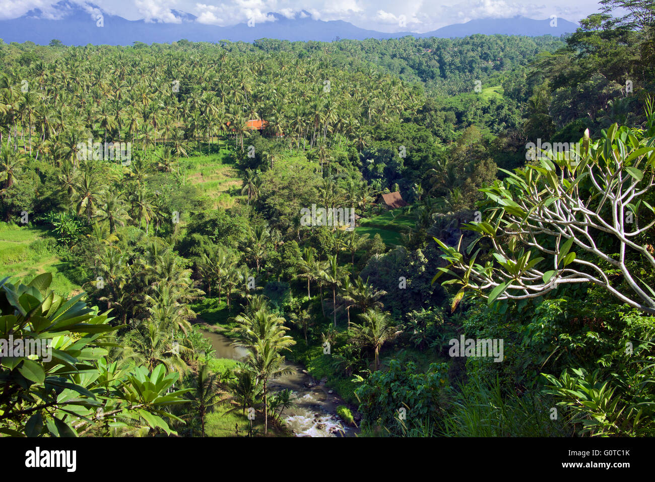 Palm grove Sayan Ubud Bali Indonesia Stock Photo