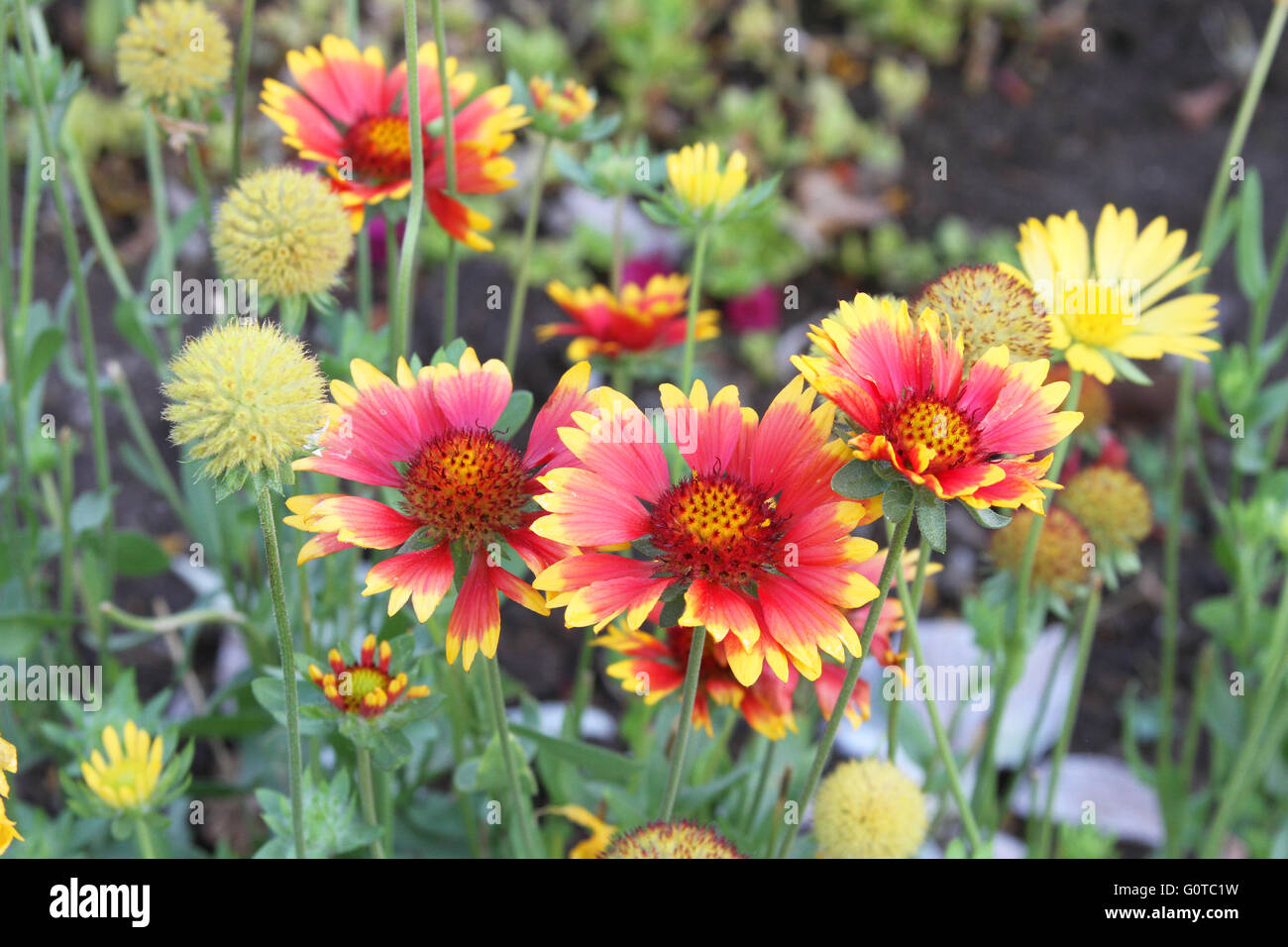 Group of beautiful blanket flowers blooming in a garden in Peru Stock Photo