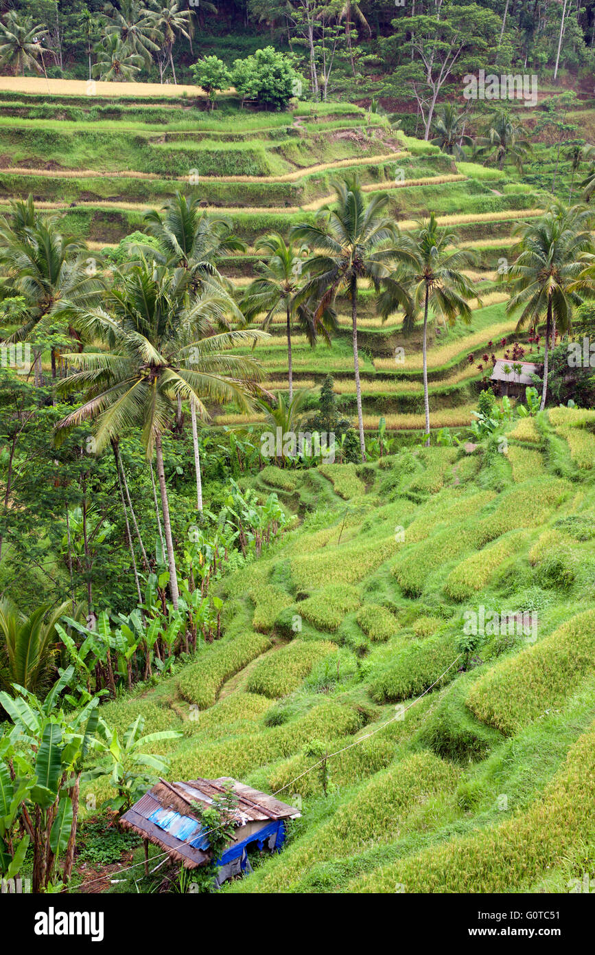 Tegallalang rice terraces Ubud Bali Indonesia Stock Photo