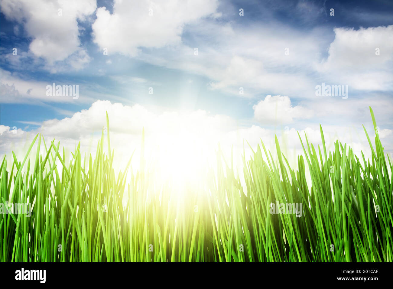 Green grass field and blue sky with clouds and bright sun Stock Photo ...