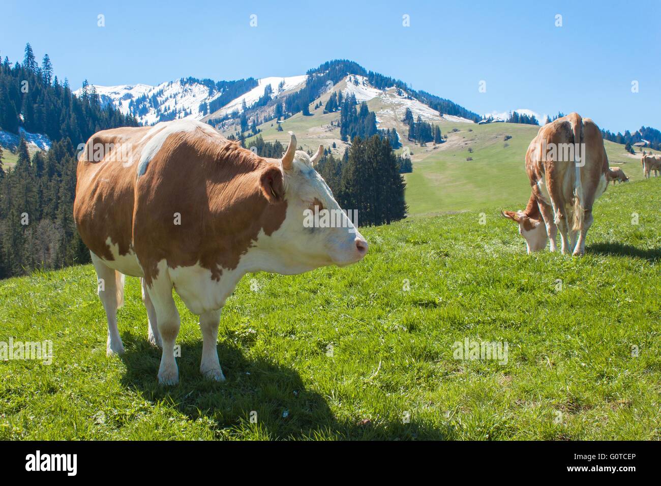 Swiss cows on pasture. Cow in alpine landscape. Cows on mountain ...