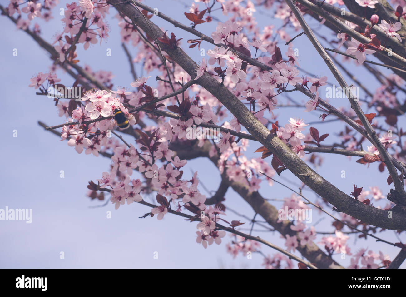 Beautiful flowers of japanese cherry blossom Stock Photo