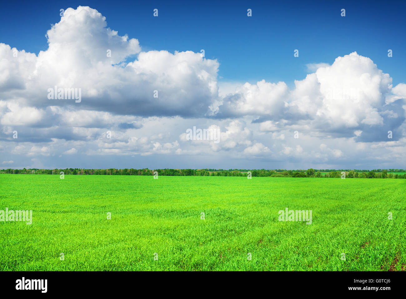 Green grass field and blue sky with clouds on horizon background Stock ...