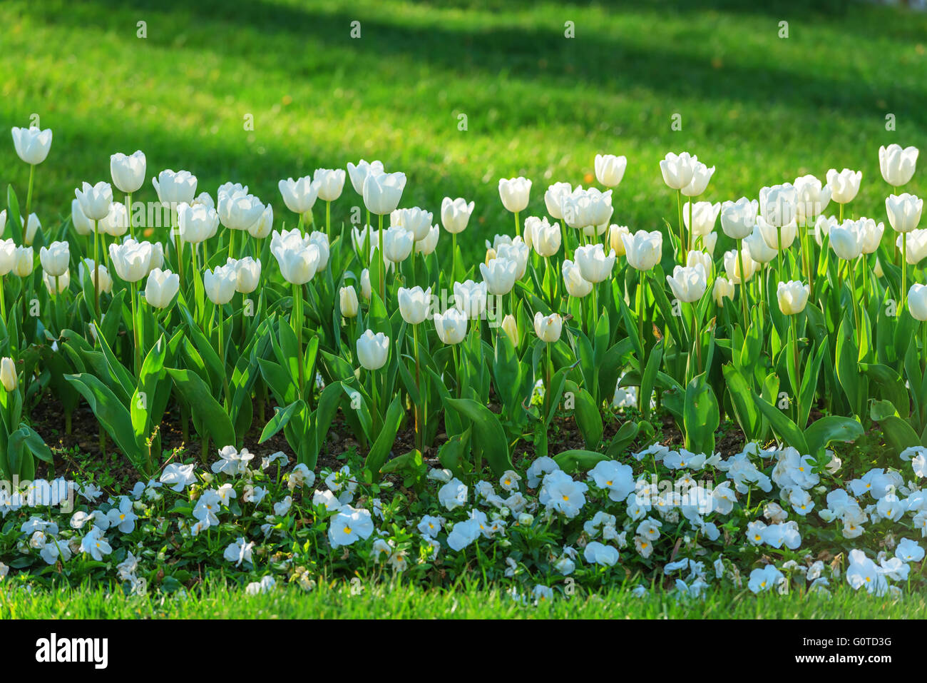 white tulip field close up Stock Photo - Alamy