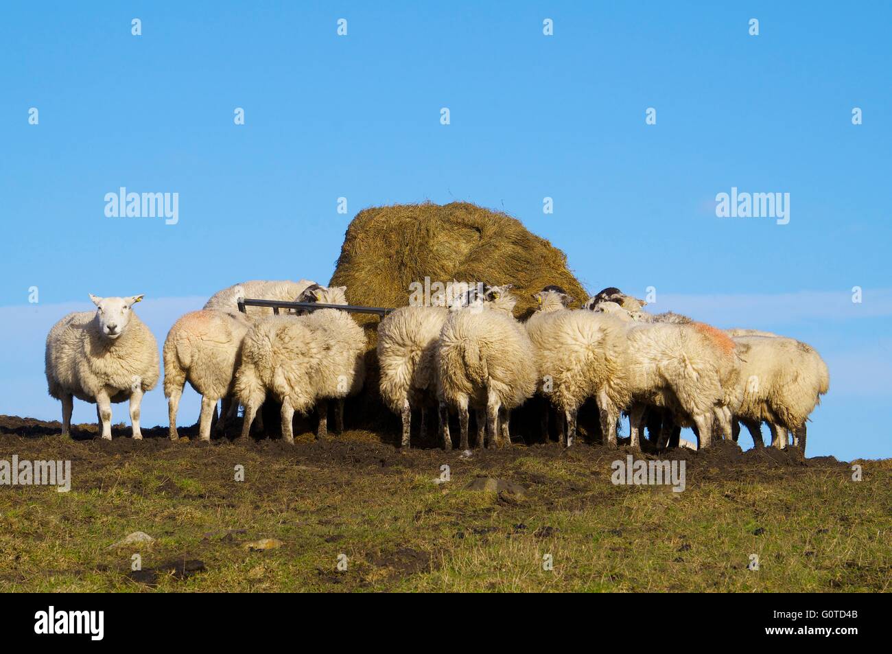 Sheep feeding from hay feeder. Hexham, Northumberland, England, United Kingdom, Europe. Stock Photo