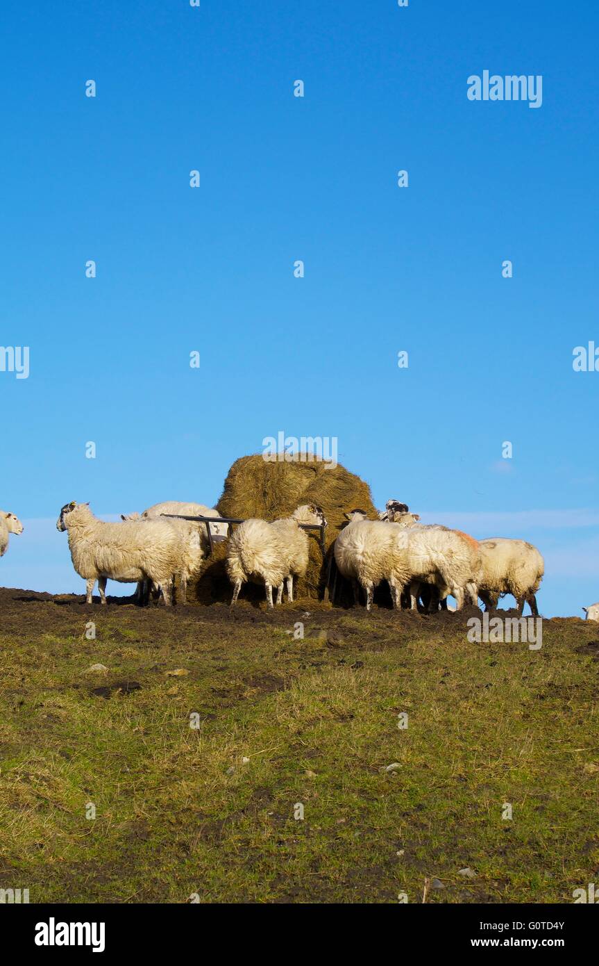 Sheep feeding from hay feeder. Hexham, Northumberland, England, United Kingdom, Europe. Stock Photo