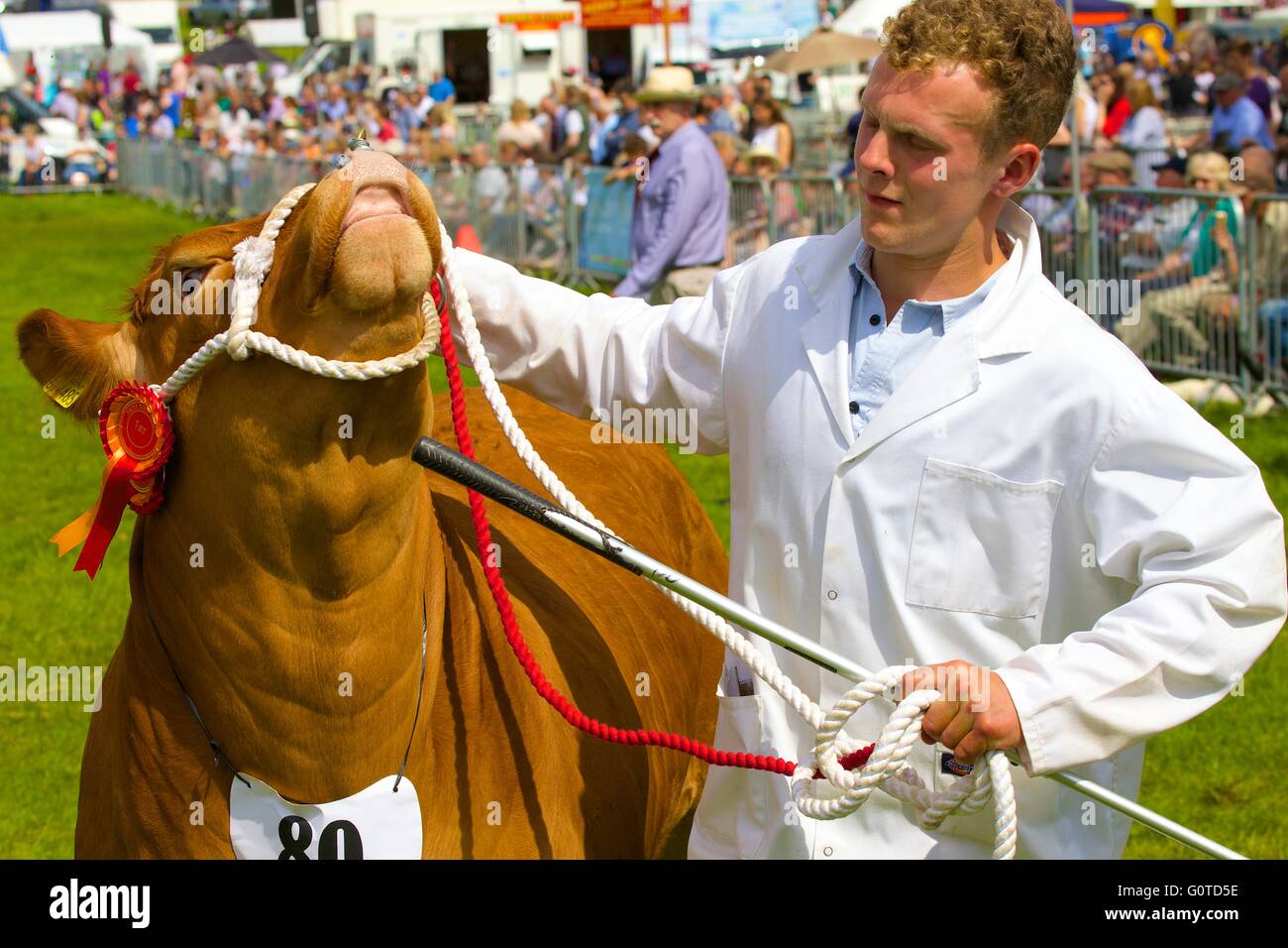 Young man with bull at agricultural show. Rosette for Livestock Champion prize. Skelton Show, Penrith, Cumbria, England, UK. Stock Photo