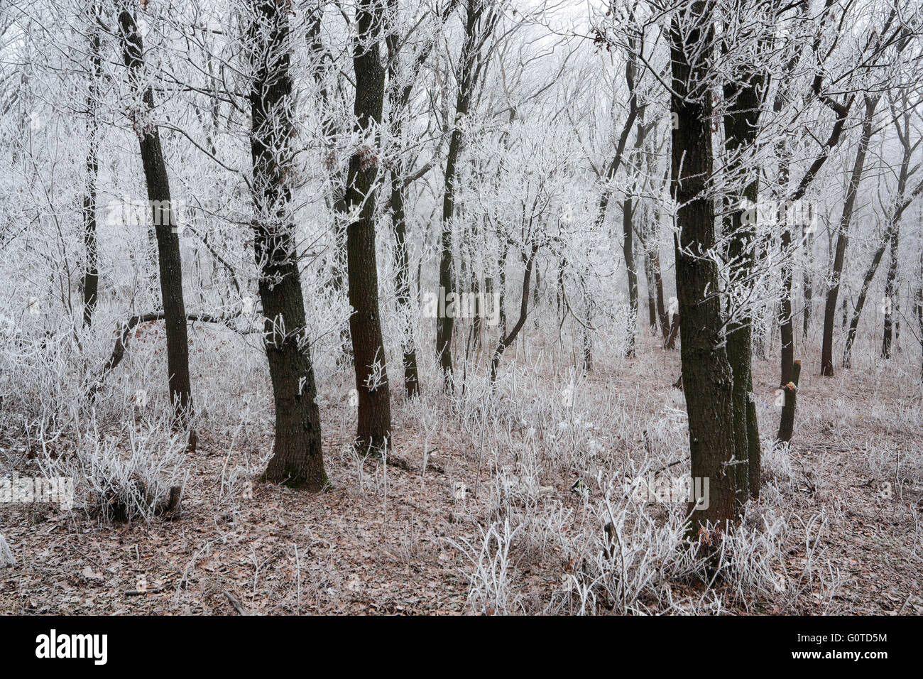 Morning frosted forest in the early morning Stock Photo