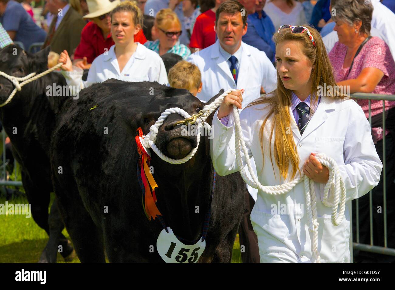 Young woman with her bull at agricultural show. Holding rosette for Livestock Champion prize. Skelton Show, Penrith, Cumbria, UK Stock Photo