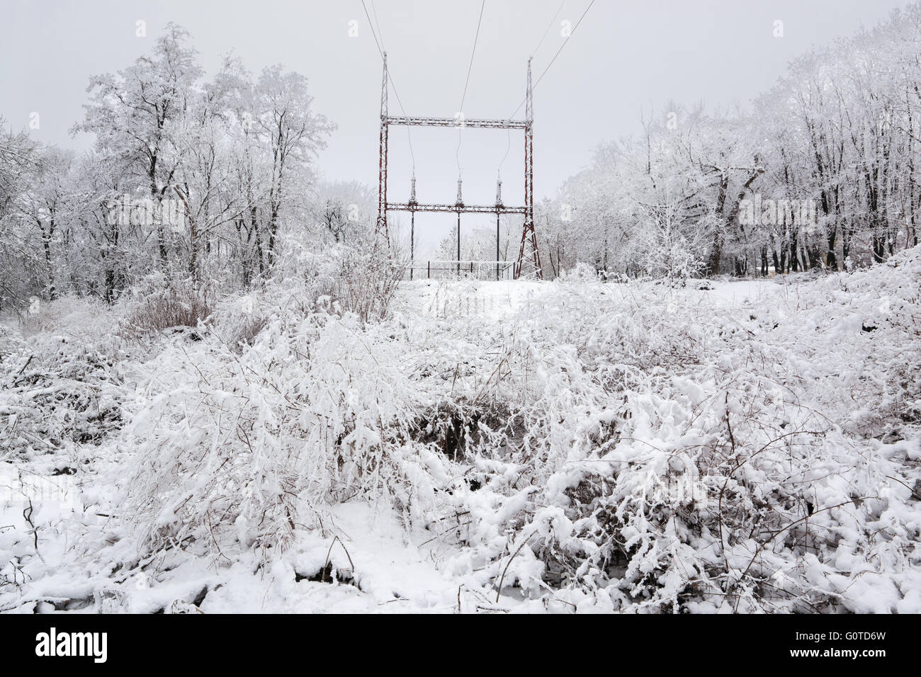 tales winter trees on snow in ukraine Stock Photo