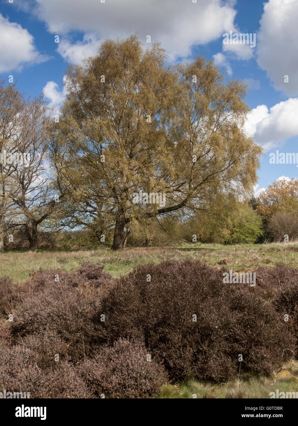 Birch Tree on Heathland in Spring Stock Photo