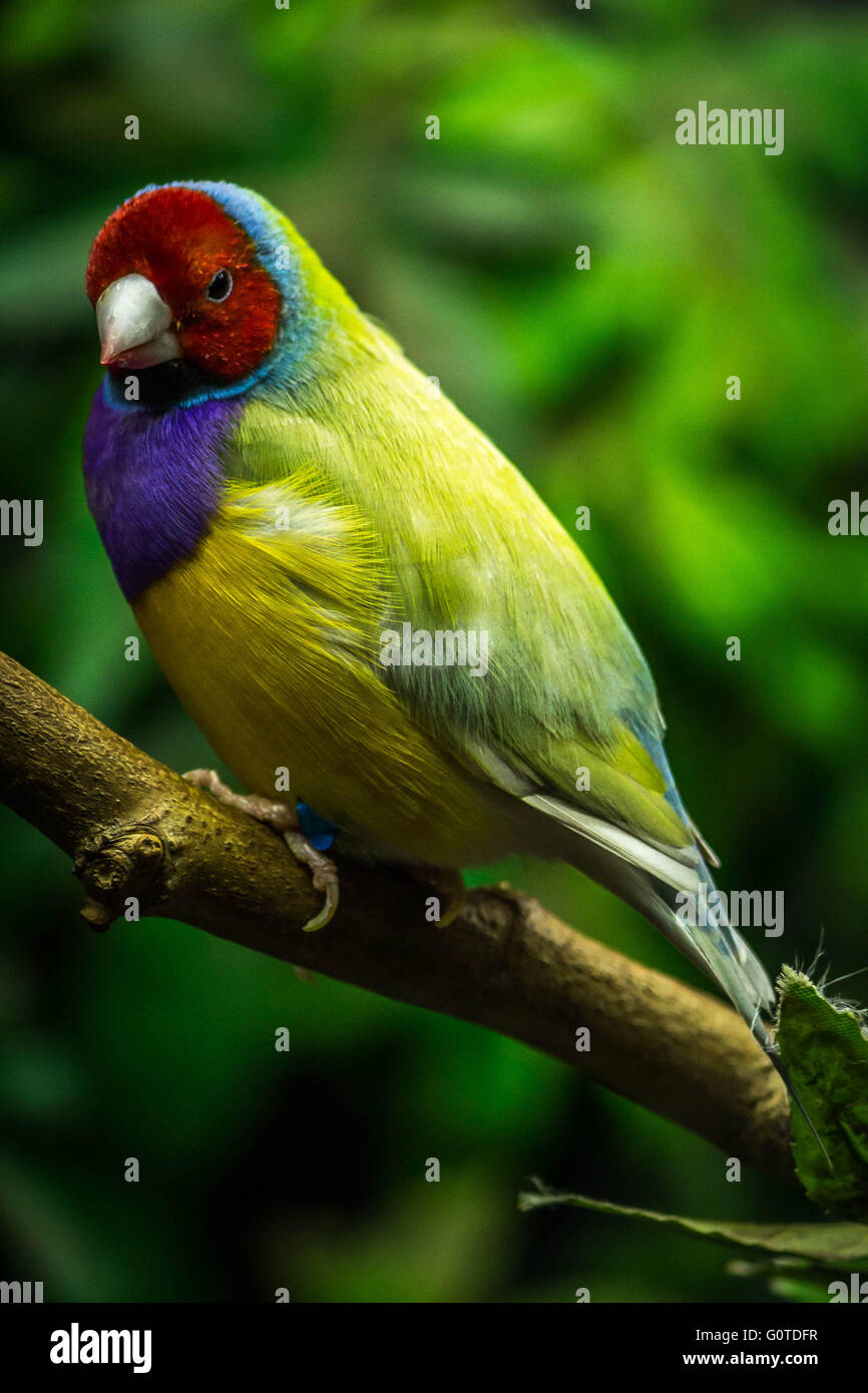 Bird with many colours Stock Photo