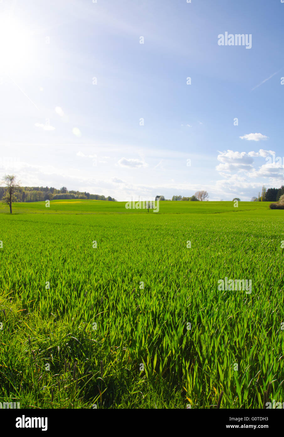 Crops grass hi-res stock photography and images - Alamy