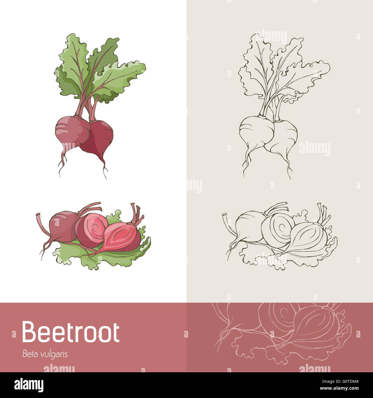 Hand drawn botanical sketch of beetroots, roots and leaves Stock Vector
