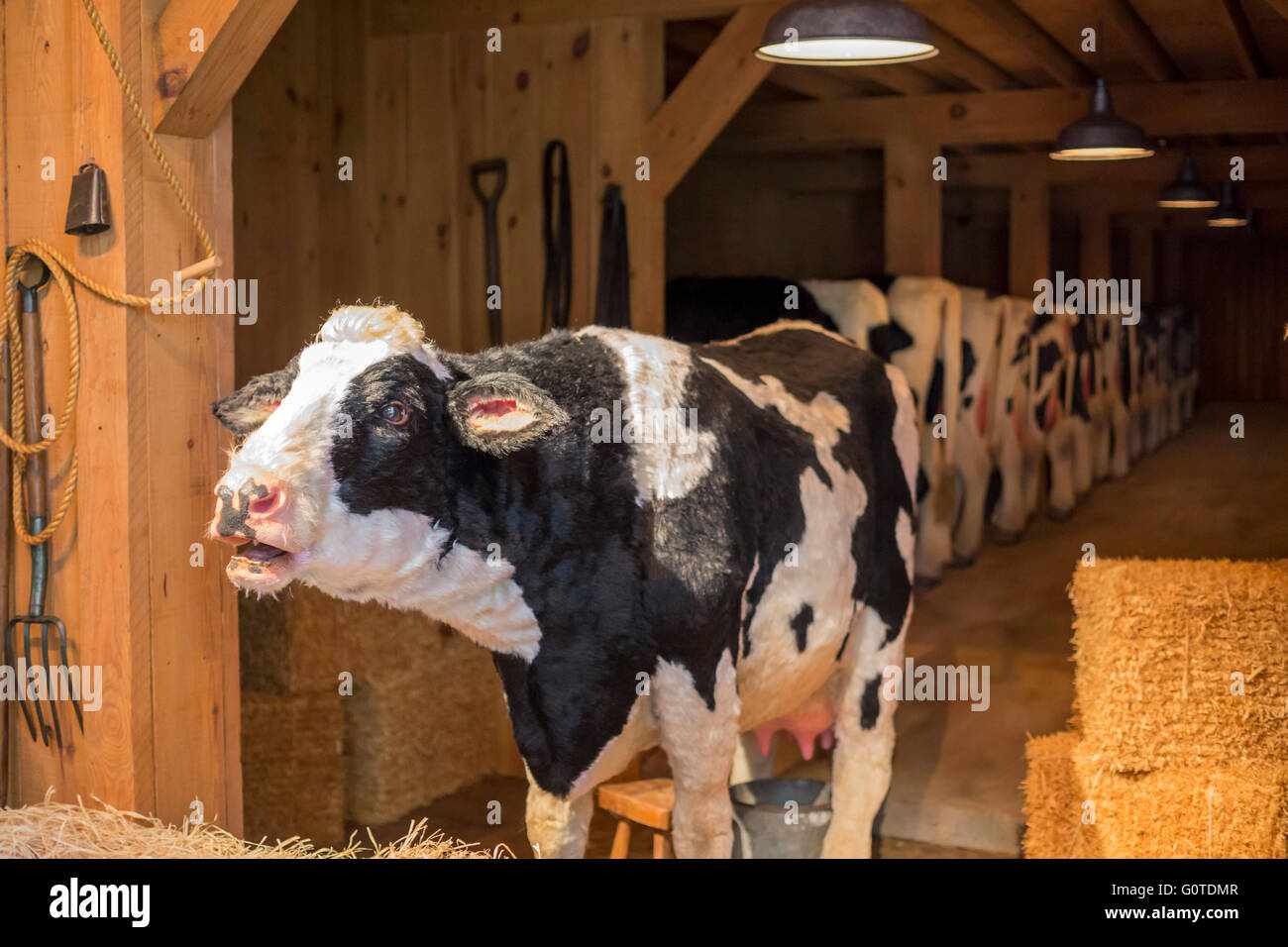 Charlotte, North Carolina - A talking cow greets visitors arriving at the Billy Graham Library. Stock Photo