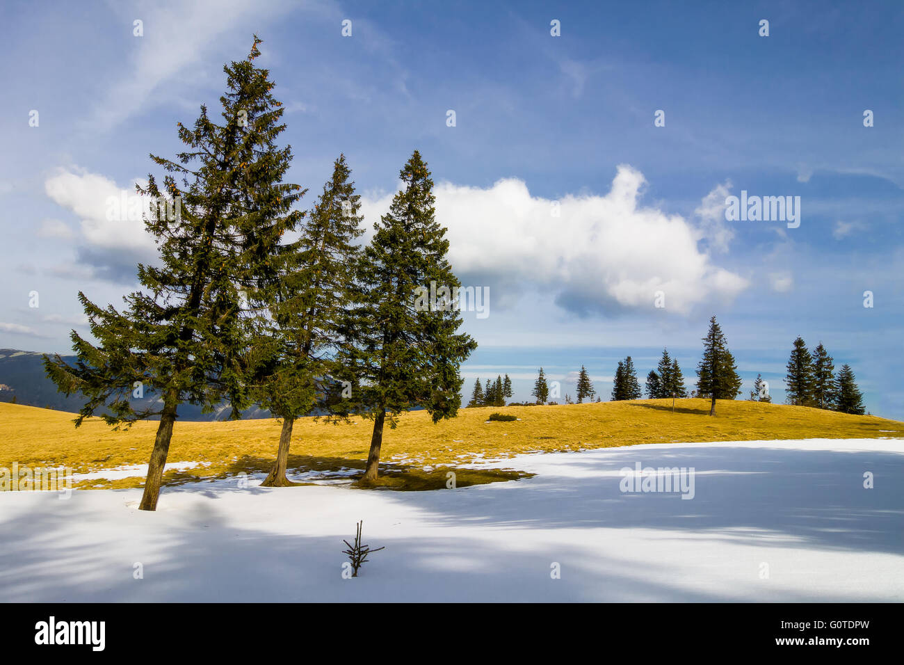 Lonely pine trees in winter day Stock Photo - Alamy