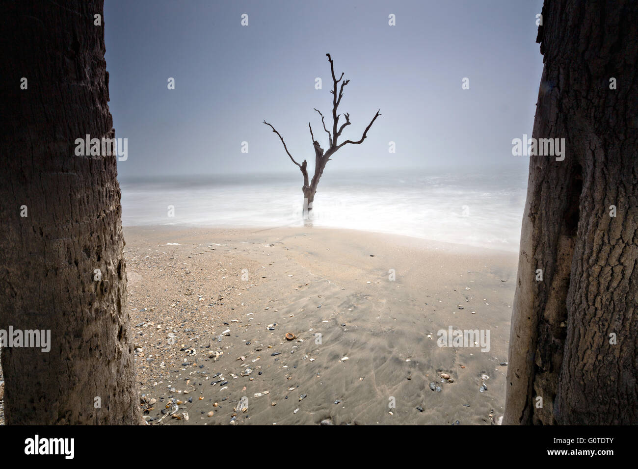 Fog on boneyard beach at Botany Bay in Edisto Island, South Carolina. Rising tides along the coastline are eroding the beach slowly submerging the forest. Stock Photo