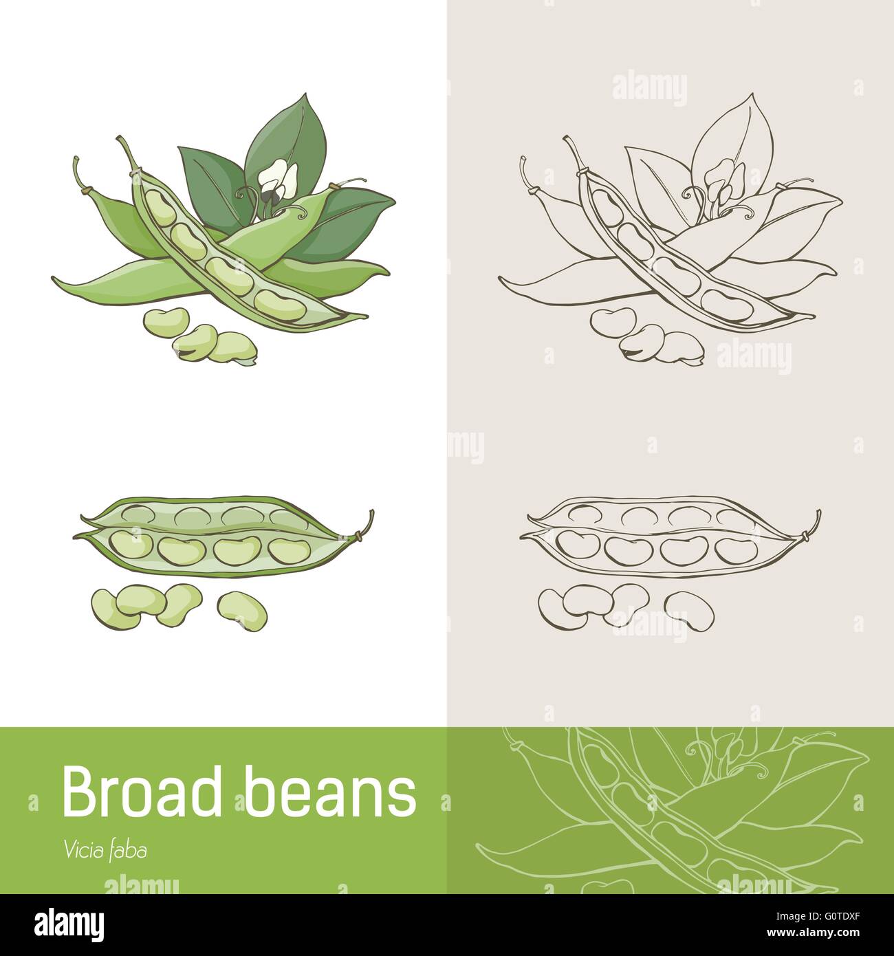 Broad beans or fava beans hand drawn botanical drawing Stock Vector