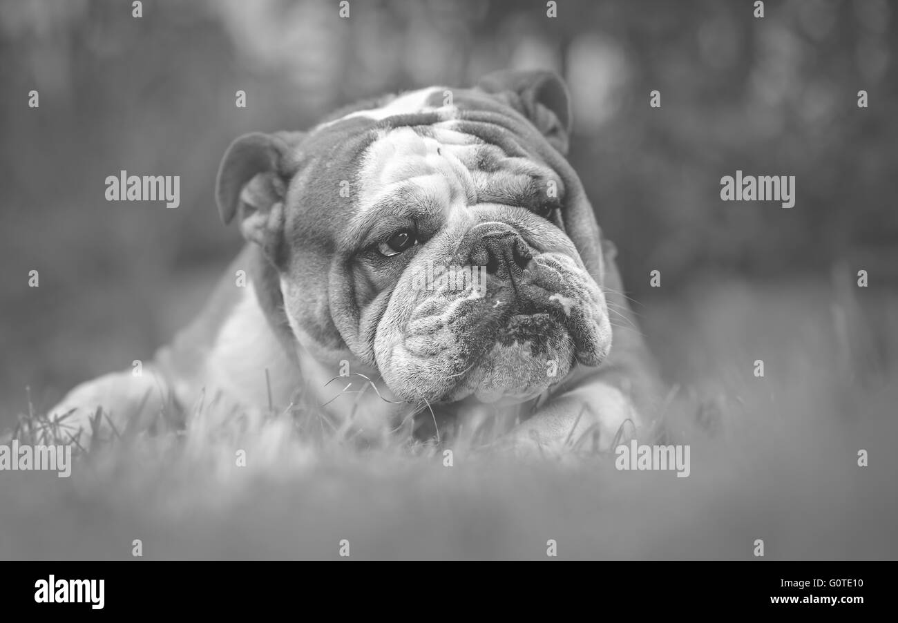 English Bulldog dog Black and White Portrait Stock Photo - Alamy