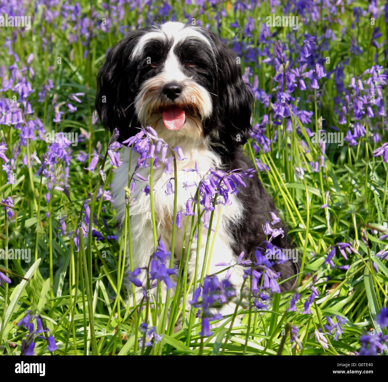 Blue 2024 bell dog