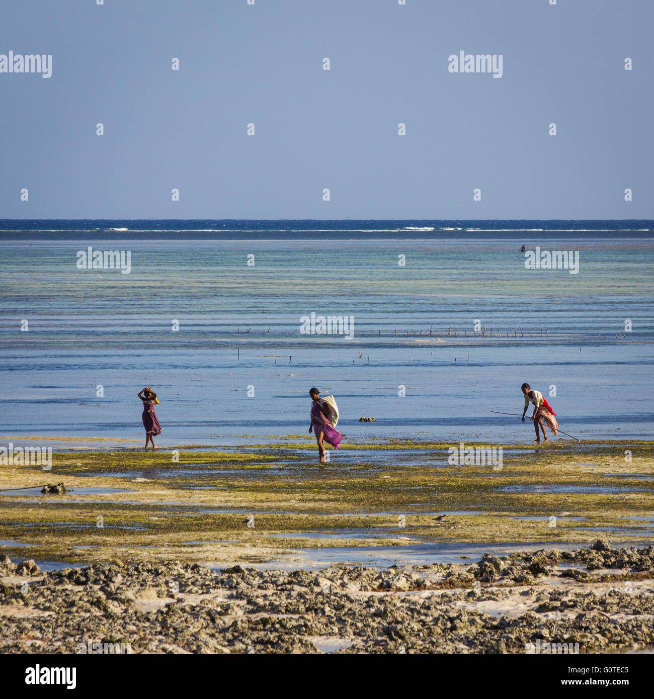 The local ladies collect seaweed from Makunduchi Beach, Zanzibar Stock