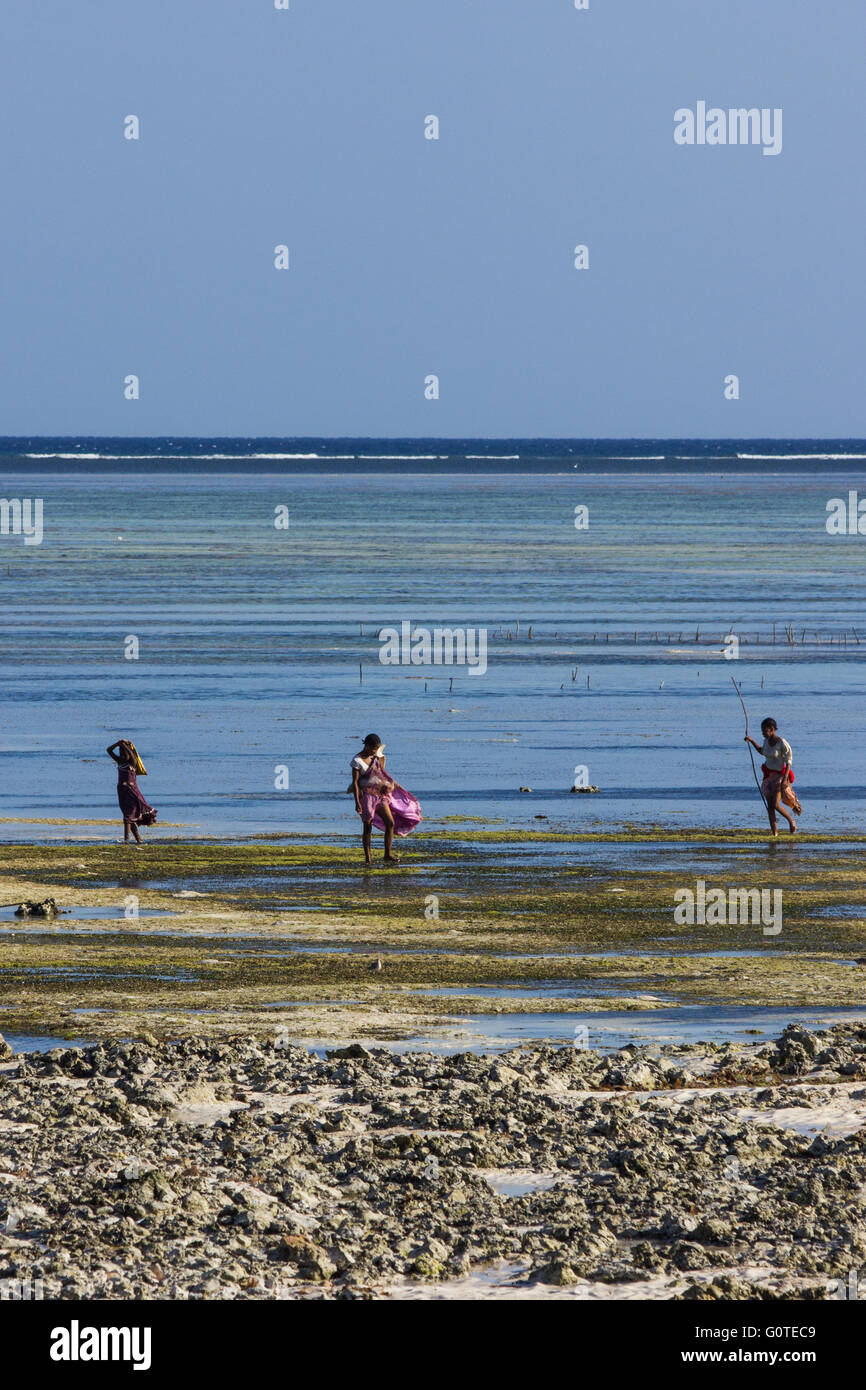 The local ladies collect seaweed from Makunduchi Beach, Zanzibar Stock Photo