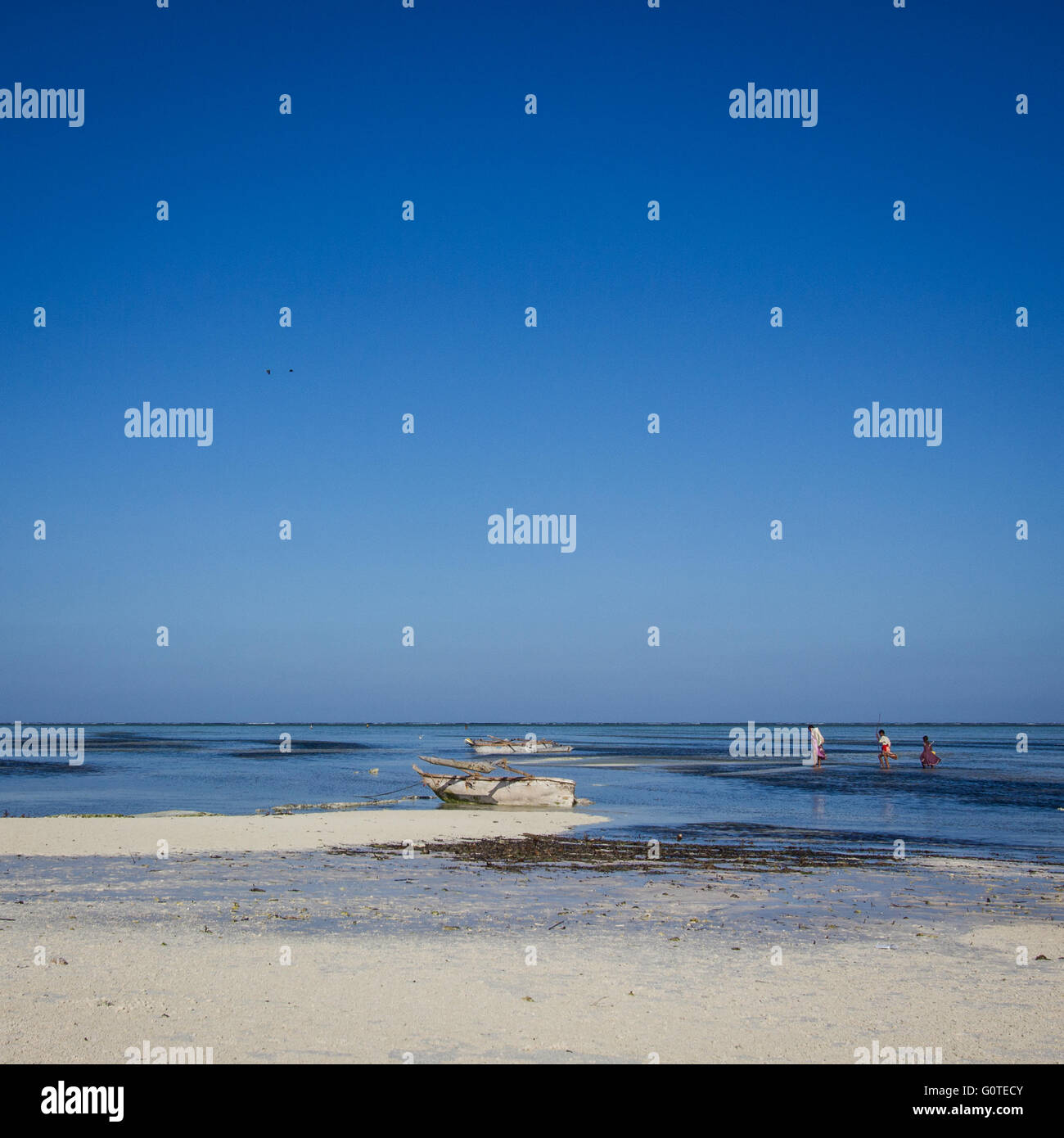The local ladies collect seaweed from Makunduchi Beach, Zanzibar Stock