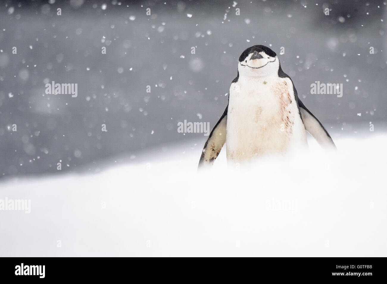 Chinstrap penguin in a snow storm Stock Photo