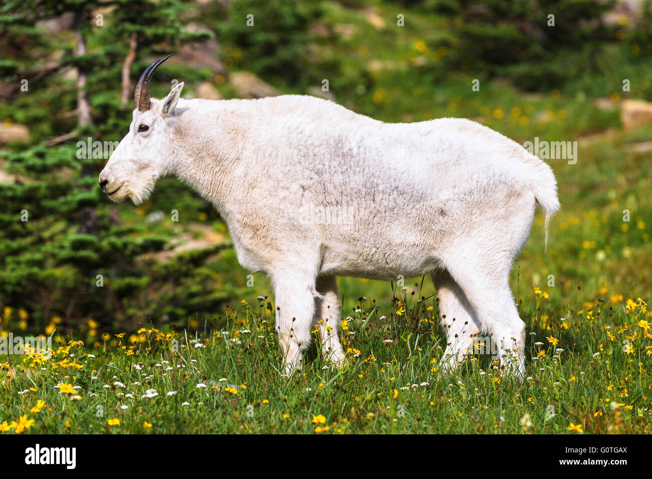 A mountain goat by Glacier National Park, Montana, United States of America. Stock Photo