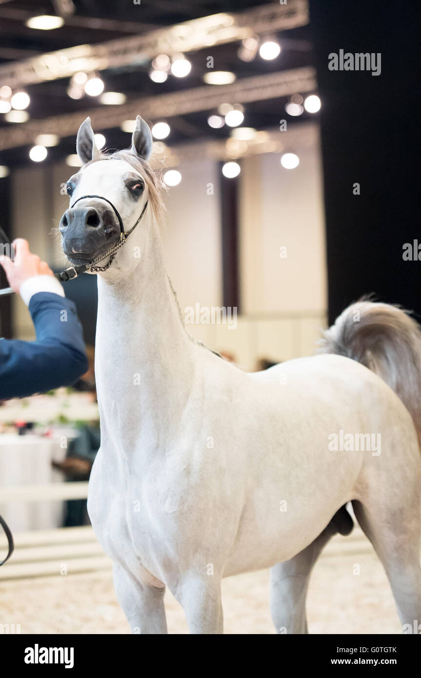 Young arabian horse hires stock photography and images Alamy