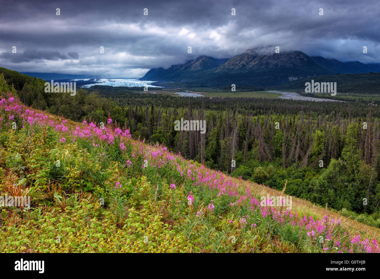A Matanuska Valley view with some fireweed in the foreground and the Matabuska Glacier in the background. Alaska, USA. Stock Photo