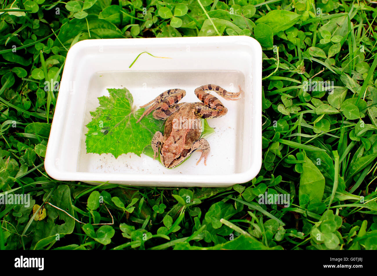 Frog sitting in  in the white box with green leaves Stock Photo