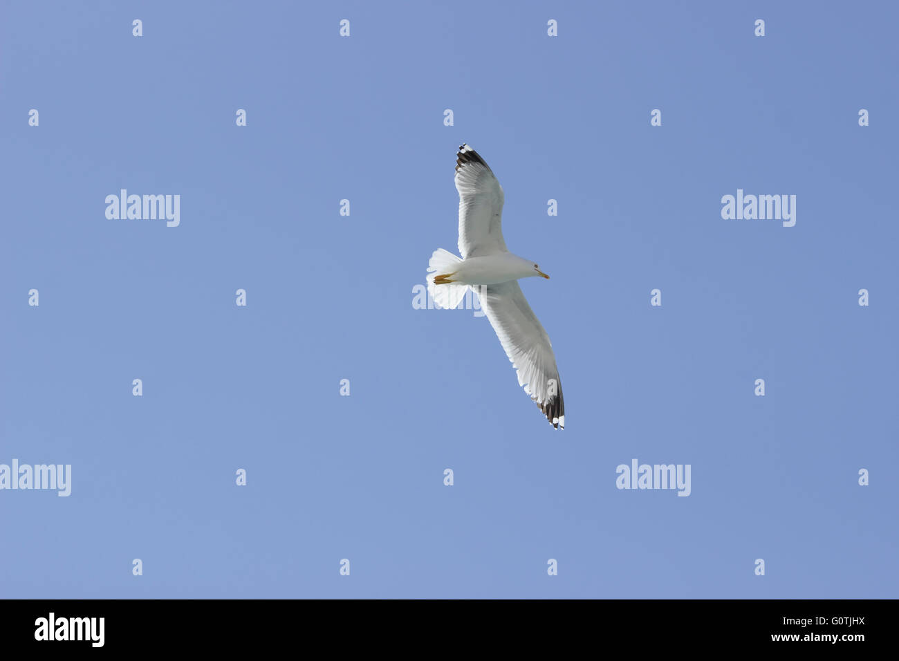 Yellow-legged seagull (Laridae family, sp. Larus michahellis) seabird flying Stock Photo