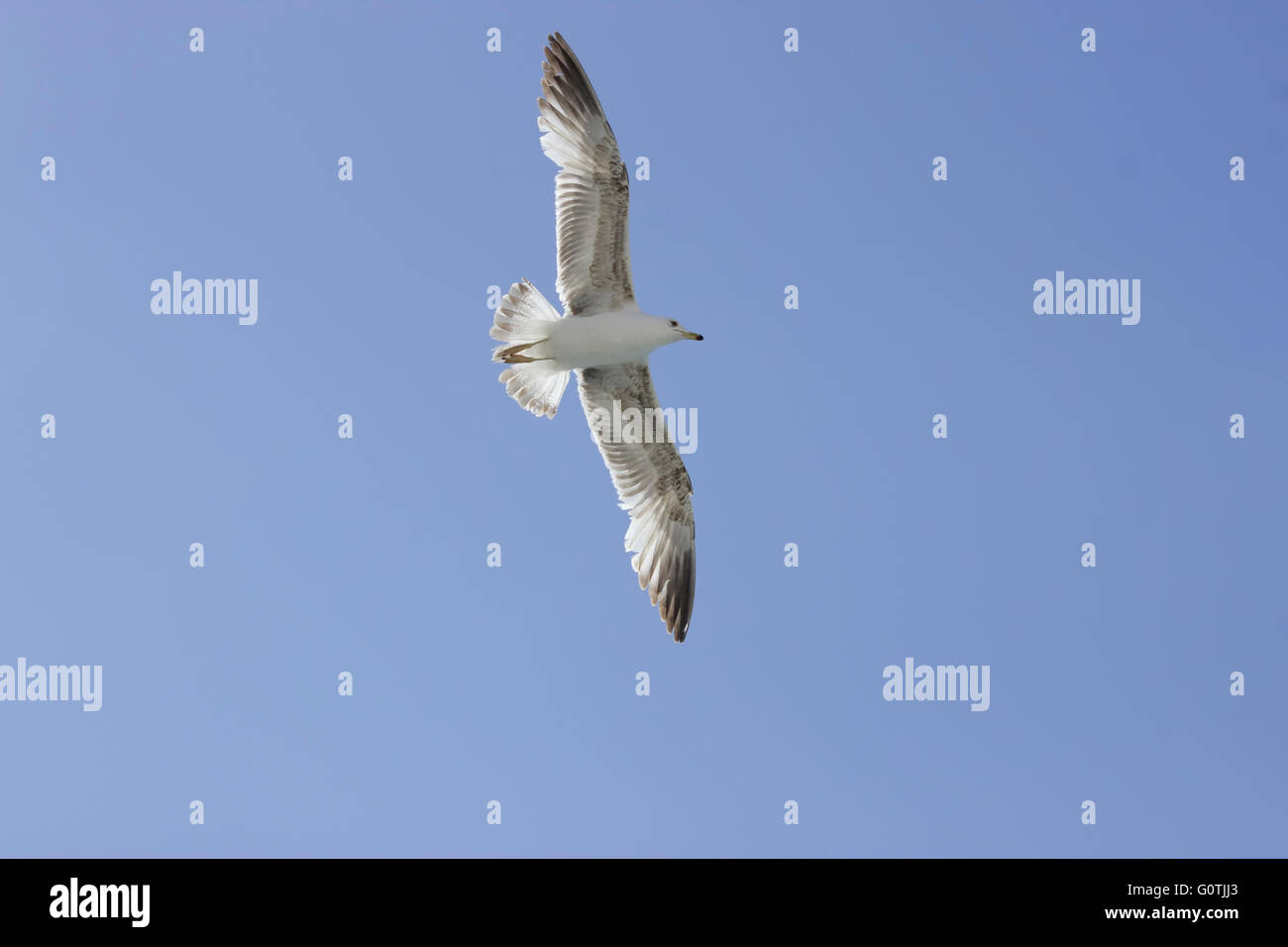 Empty sky area and a Yellow-legged seagull (Laridae family, sp. Larus michahellis) in flight. Stock Photo