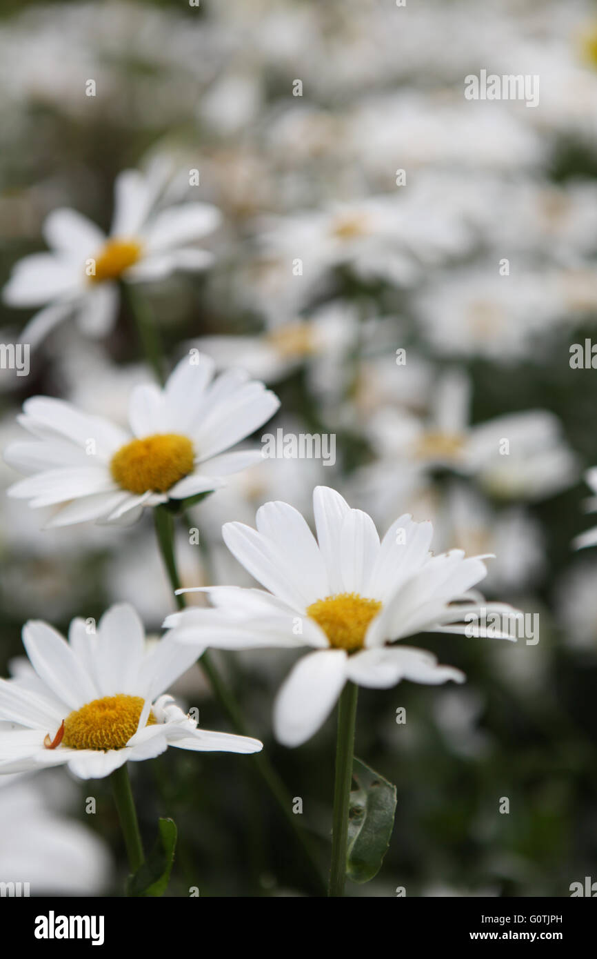 Beautiful white and yellow daisy in an Irish country garden Stock Photo