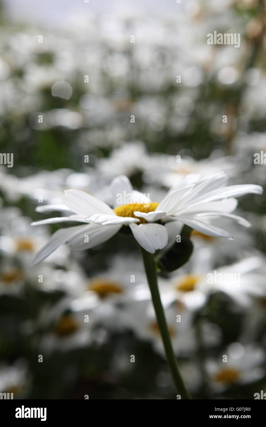 Beautiful white and yellow daisy in an Irish country garden Stock Photo