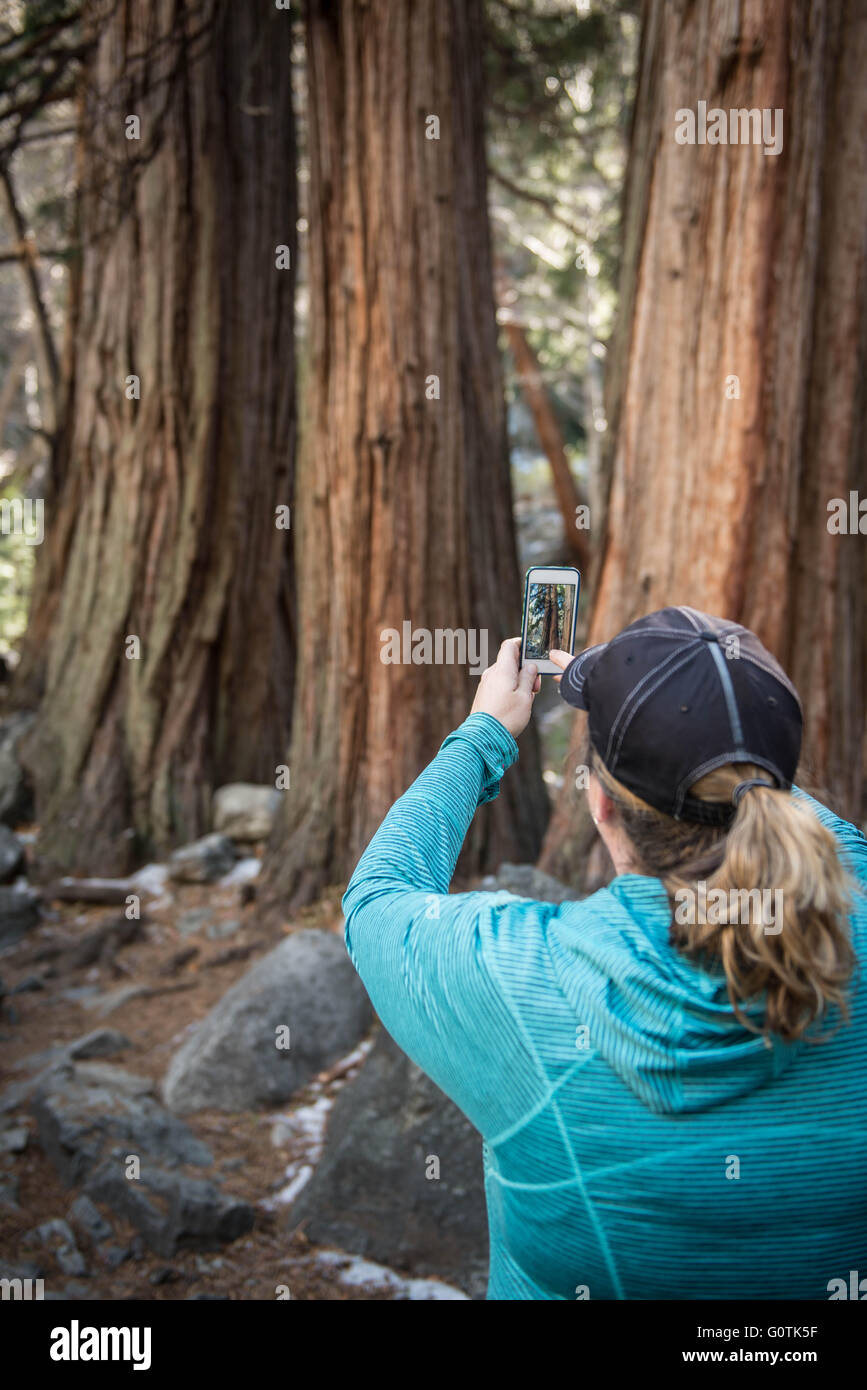 Woman taking a photo with smart phone in forest Stock Photo
