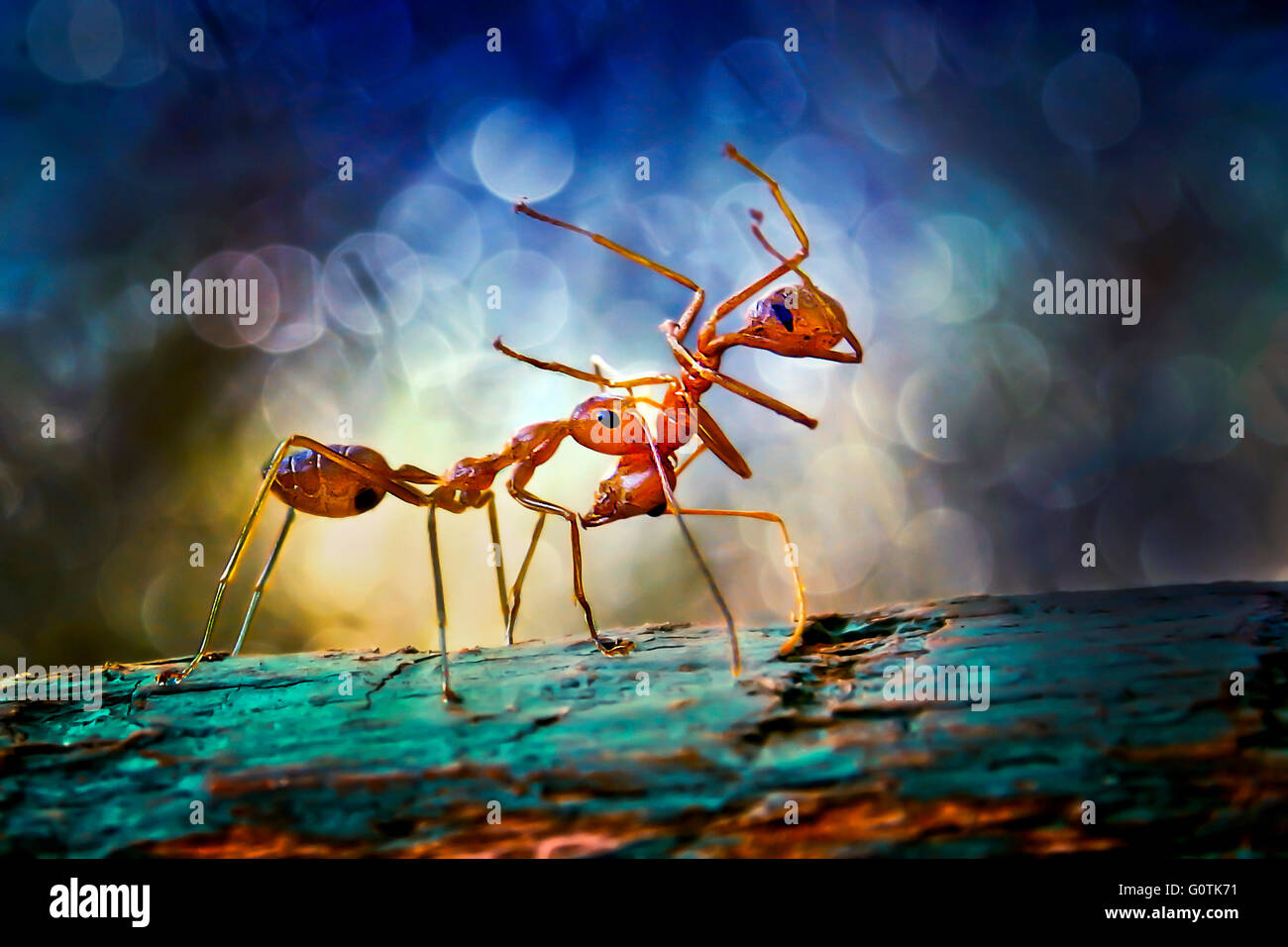 Two ants on piece of wood, Gorontalo, Indonesia Stock Photo
