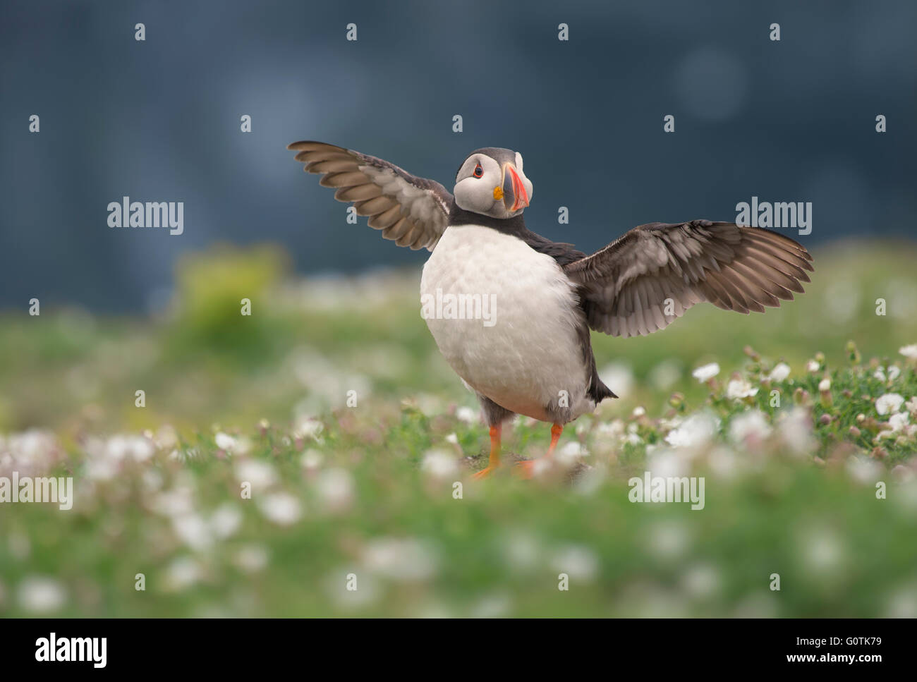 Puffin bird (fratercula arctica) with spread wings, Skomer, Pembrokeshire, Wales, UK Stock Photo