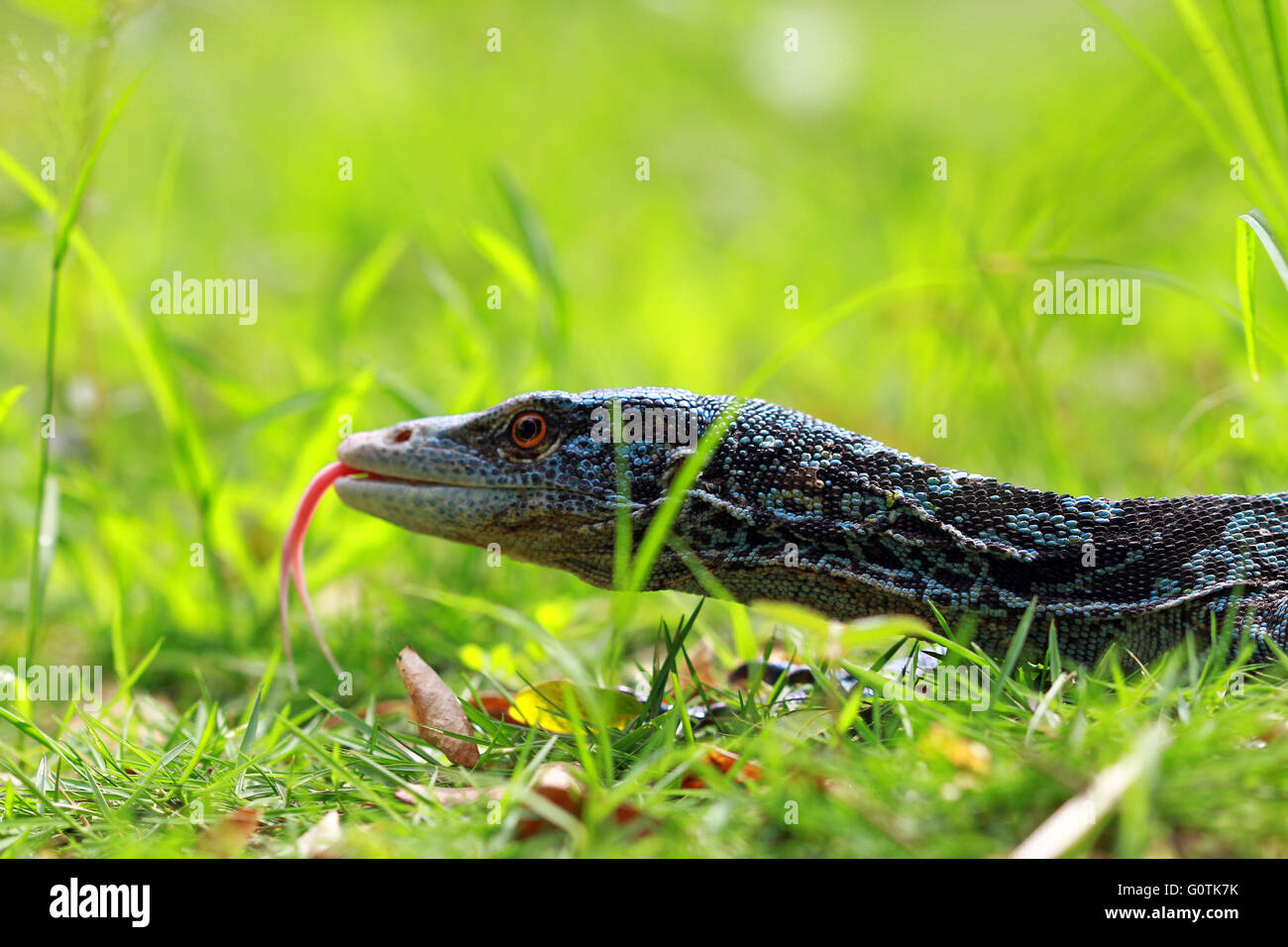 Blue spotted monitor lizard (varanus macraei), Indonesia Stock Photo