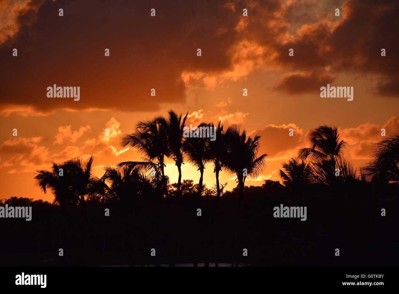 Sunset and silhouette of palm trees Stock Photo - Alamy