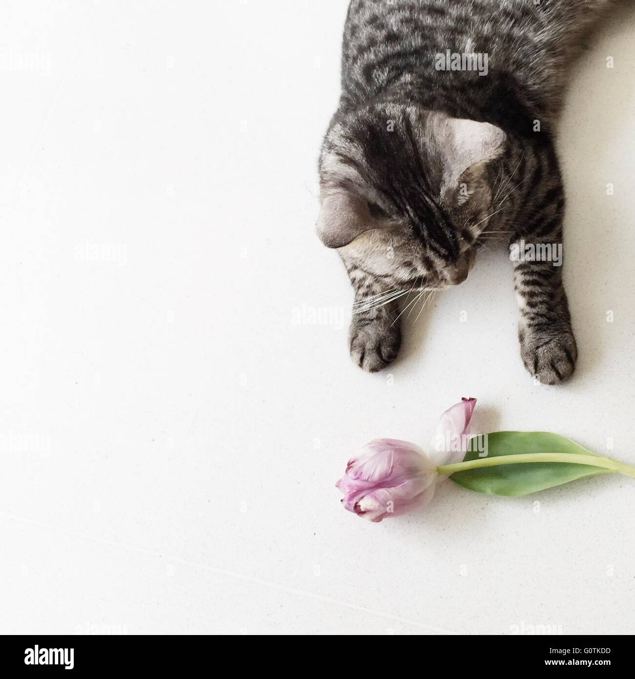 Overhead view of an american shorthair cat and a tulip flower Stock Photo